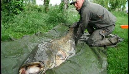 Nice Carp :) - ehrlzg91mtiocatchrelease-catfish-2m07-60kg.jpg